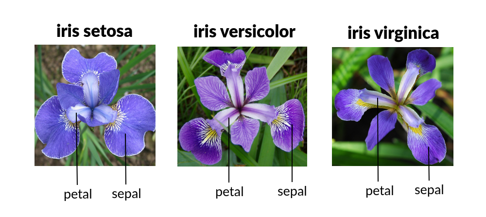 iris.png